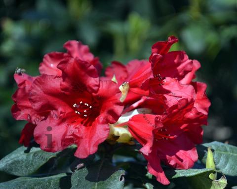 Foto van Dwergrhododendron ‘Baden-Baden’