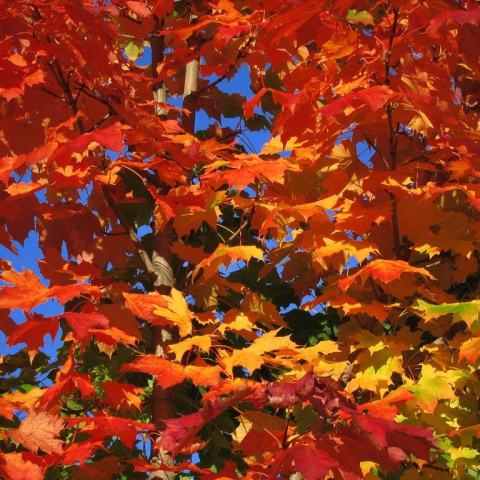 Foto van Acer 'October Glory'