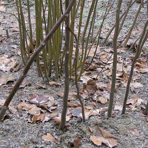 Foto van Koningslinde ‘Pallida’
