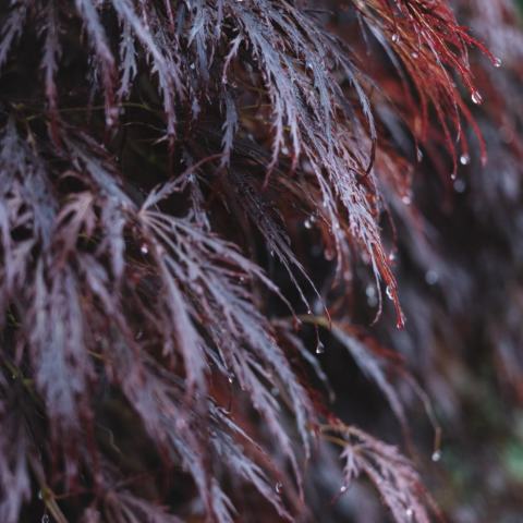 Foto van Acer 'Red Feathers'