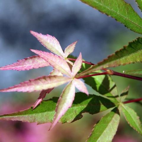 Foto van Acer 'Scolopendrifolium'