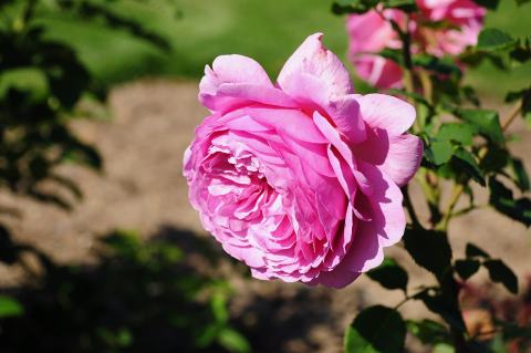 Foto van Bodembedekkende roos ‘Kent’