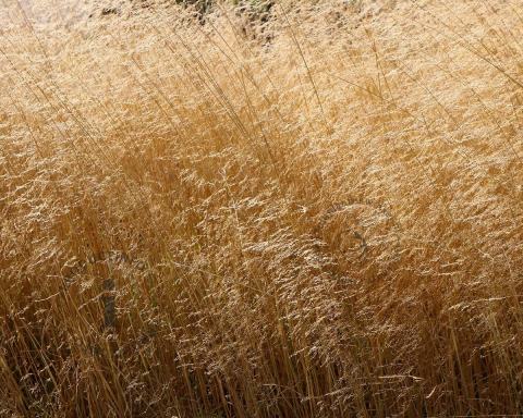 Foto van Smele ‘Goldschleier’