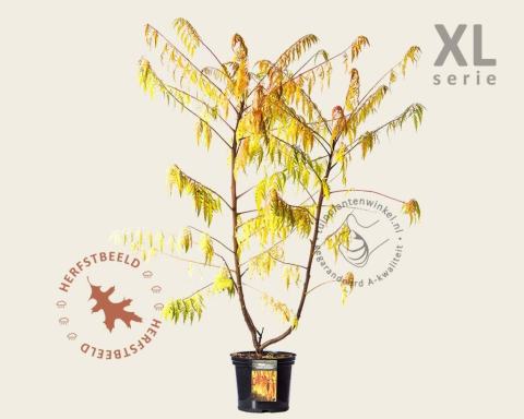 Foto van Fluweelboom, Azijnboom of Sumak ‘Golden Selection’
