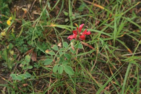 Foto van Anthyllis 'coccinea'