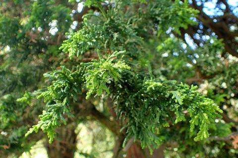 Foto van Chamaecyparis 'Lycopodioides'