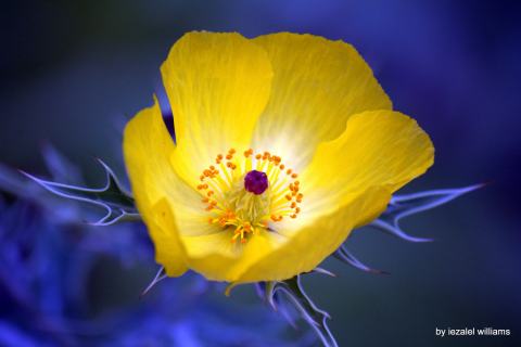 Foto van Stekelpapaver