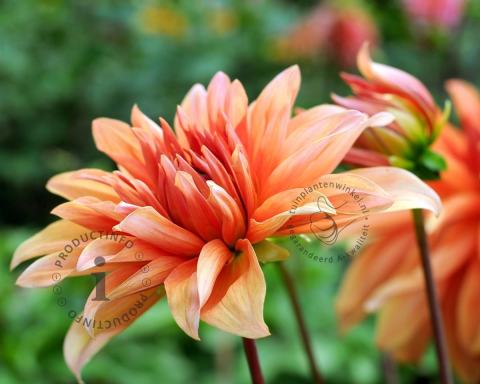 Foto van Dahlia ‘Autumn Fairy’