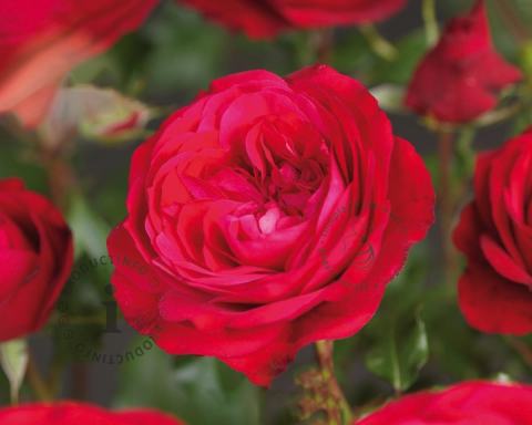 Foto van Grootbloemige trosroos ‘Red Meilove’