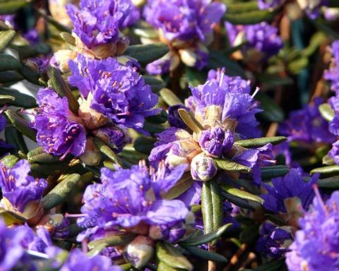 Foto van Dwerg rododendron ‘Azurika’