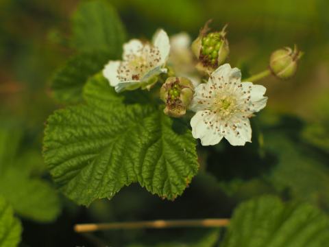 Foto van Dauwbraam