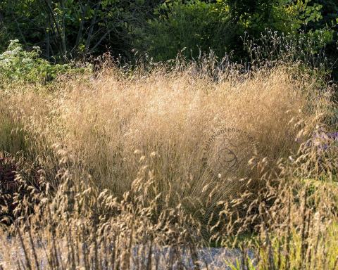 Foto van Smele ‘Goldtau’