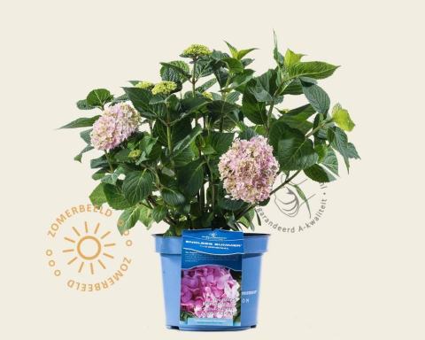 Foto van Doorbloeiende Hortensia ‘Endless Summer Pink’