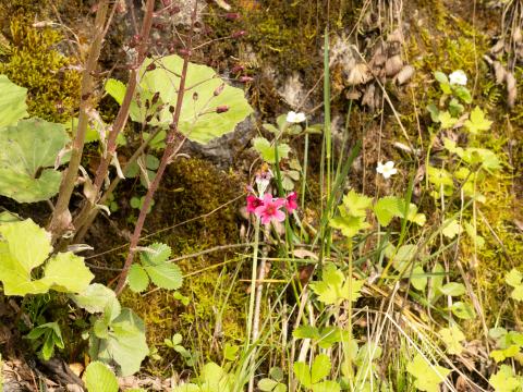 Foto van Etagesleutelbloem