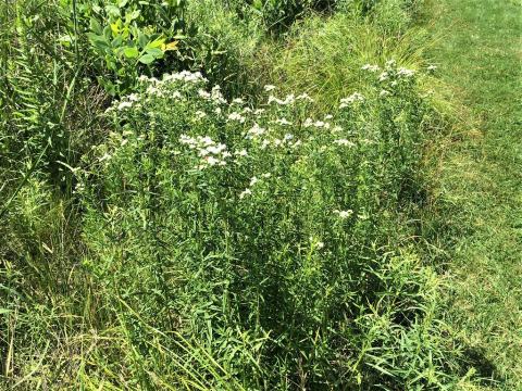 Foto van Pycnanthemum 'onbeken'