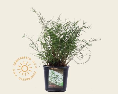 Foto van Mannetjesvaren ‘Linearis Polydactyla’