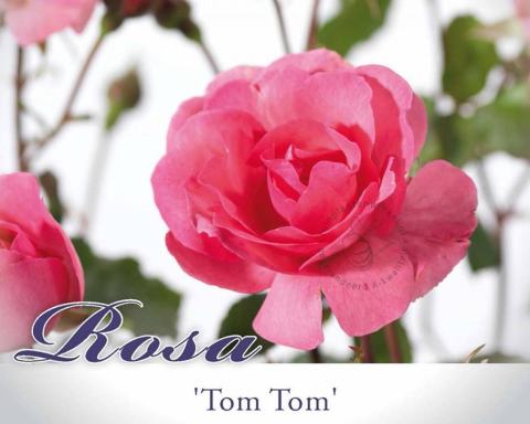 Foto van Trosroos ‘Tom Tom’