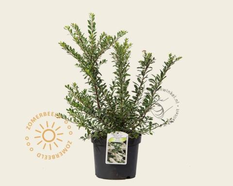 Foto van Spirea ‘Snowmound’