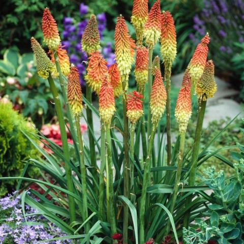Foto van Kniphofia 'grandiflora'