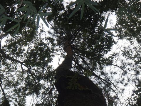 Foto van Sumatraanse den