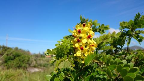 Foto van Brazielboom
