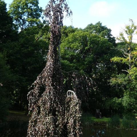 Foto van Fagus 'Purple Fountain'