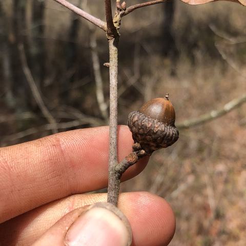 Foto van Quercus 'onbeken'