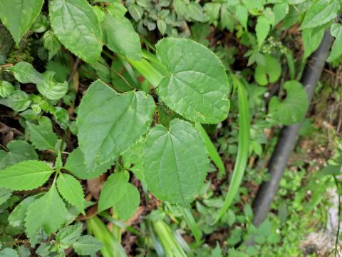 Foto van Pijl-epimedium