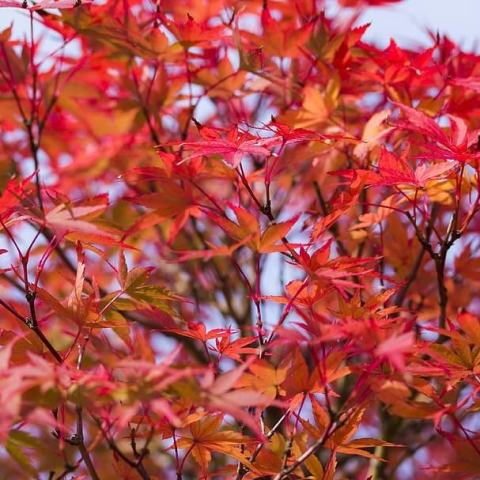 Foto van Acer 'Coonara Pygmy'
