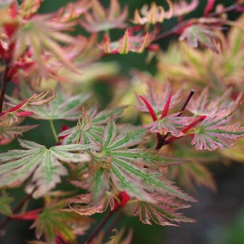 Foto van Acer 'Higasa Yama'