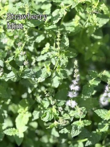 Foto van Aardbeimunt ‘Strawberry’
