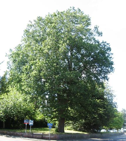 Foto van Hollandse iep