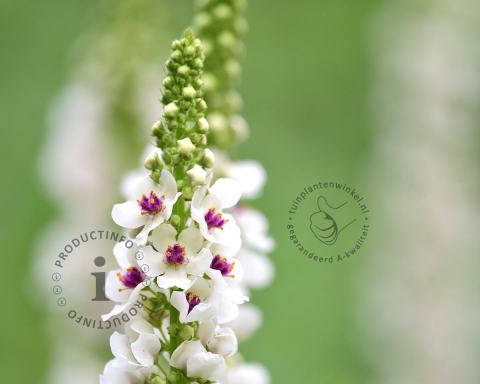 Foto van Witte toorts ‘Album’