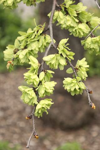 Foto van Ulmus 'Pendula'