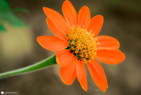 Foto van Zinnia