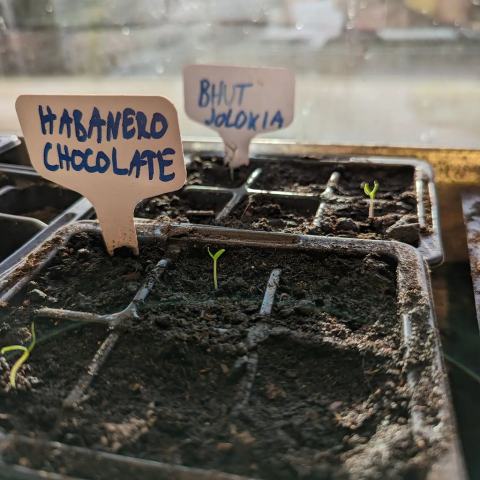 Foto van Habanero