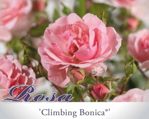 Foto van Klimroos ‘Climbing Bonica’