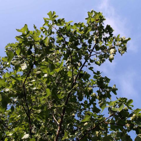 Foto van Liquidambar 'Rotundiloba'