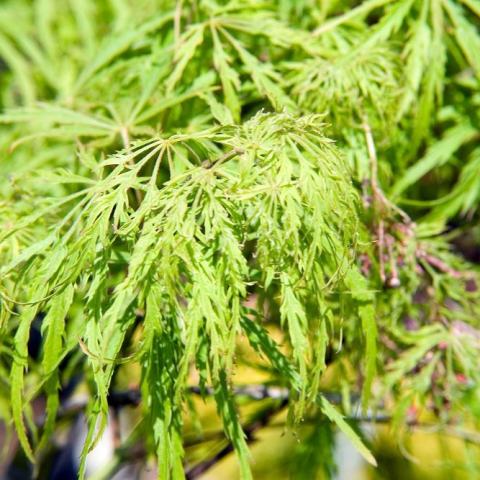 Foto van Acer 'Green Hornet'