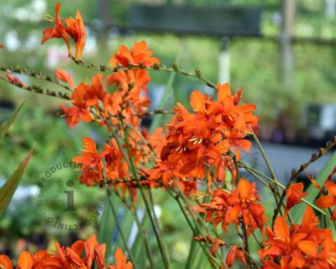 Foto van Montbretia