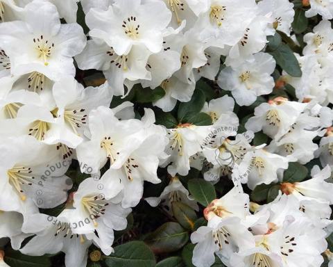 Foto van Dwerg rododendron ‘Ptarmigan’