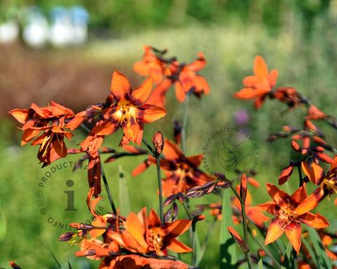 Foto van Montbretia ‘Emily McKenzie’