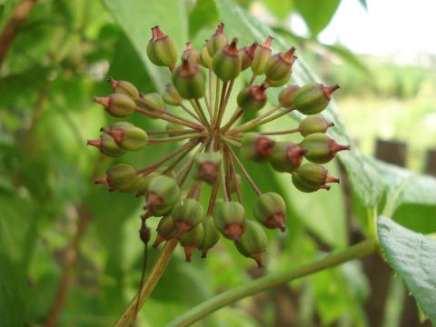 Foto van Siberische ginseng
