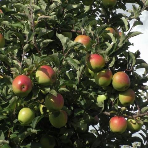 Foto van Malus 'Belle de Boskoop'