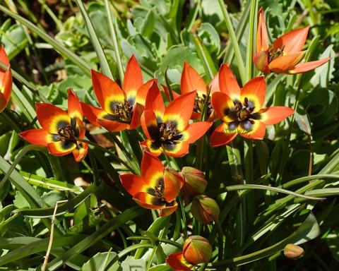 Foto van Tulp ‘Little Princess’