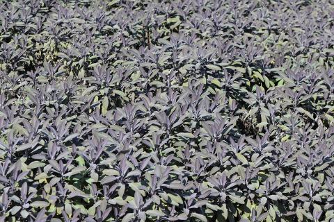 Foto van Echte salie ‘Purpurascens’