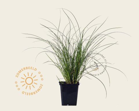 Foto van Oranjezegge ‘Prairie Fire’