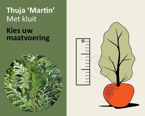 Foto van Reuzenlevensboom ‘Martin’