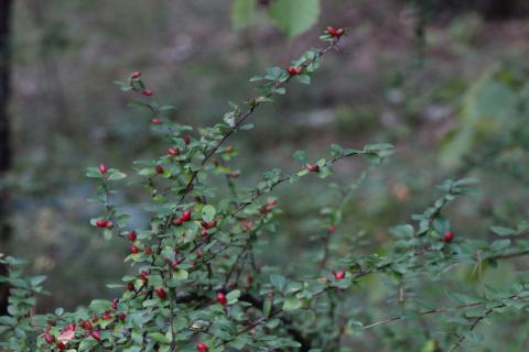 Foto van Uitgespreide cotoneaster