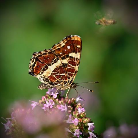 Foto van Wilde marjolein